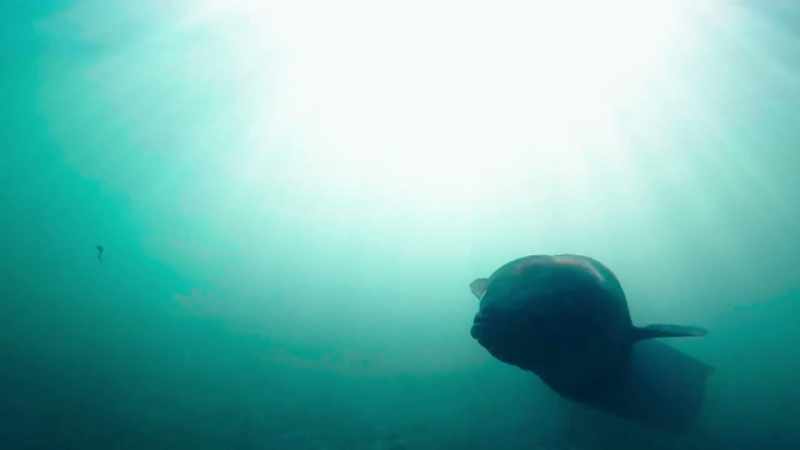 And there are much larger eels than this