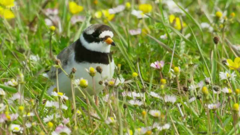 And there are other wading birds here, too