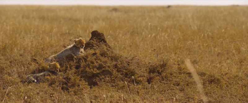 And there are rival predators out here…