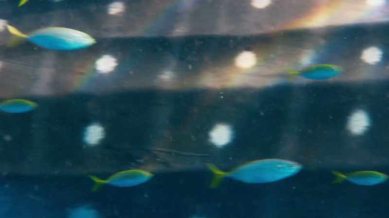 And there is one fish here that they prize above all others