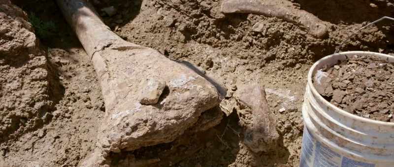 And yet these bones are perfectly preserved