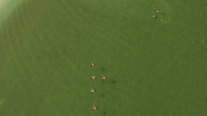 And yet these Caribbean flamingos