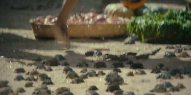 And these frogs are multiplying