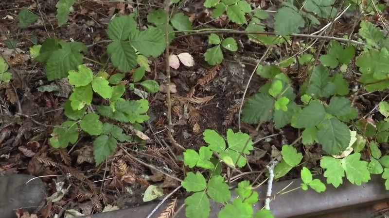 And these pine needles around it