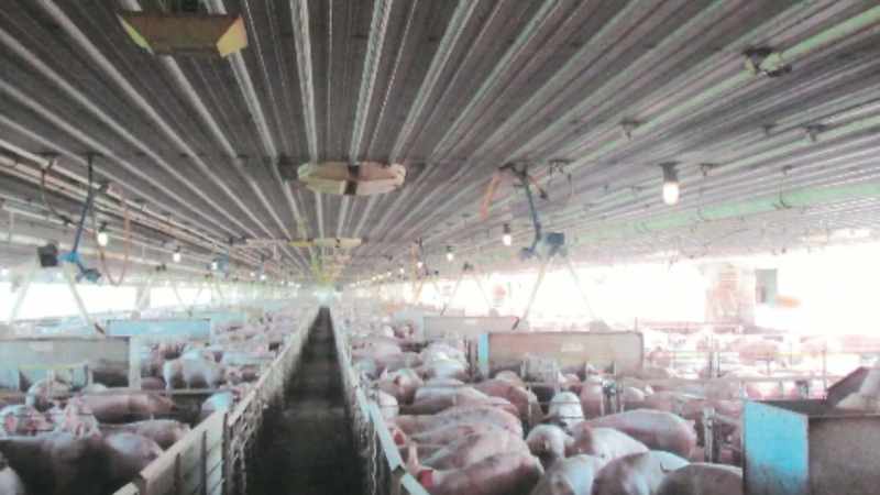And they had hogs and they raised hogs