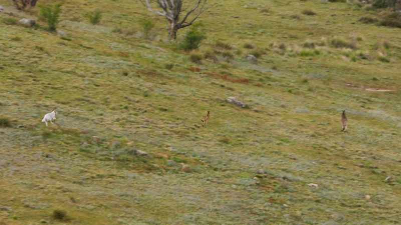 And as they hurtle down the other side, the kangaroos pick up speed