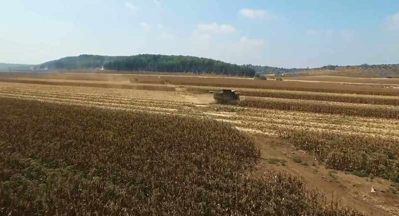 And if they stop planting corn today