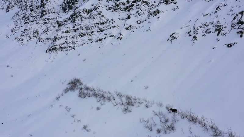 And they'll stay up there until the snow starts to get deep