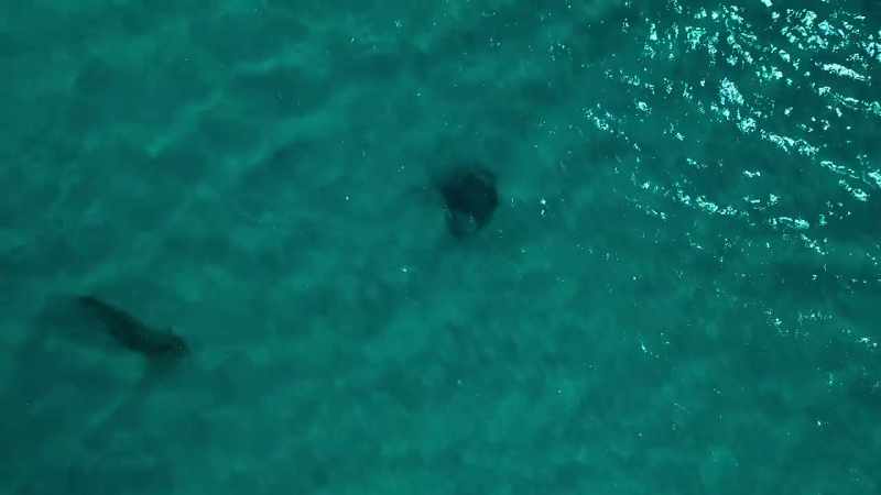 And yet they're patiently waiting for a stingray that has