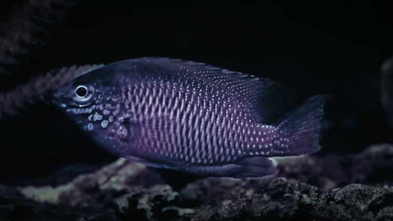 And this, an Ambon damsel