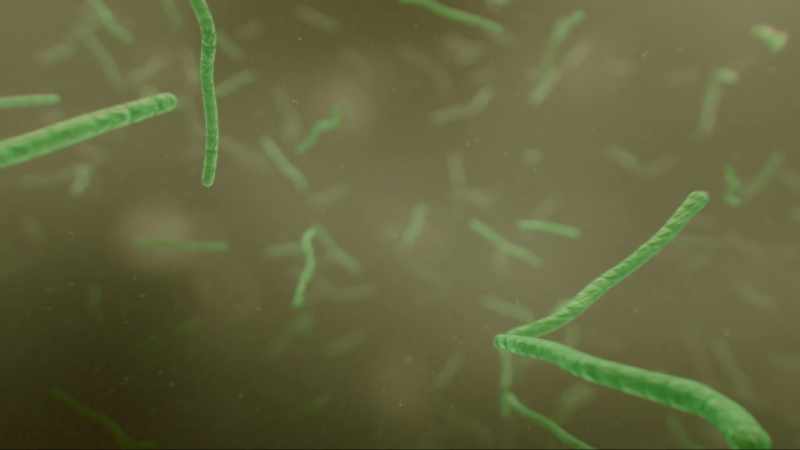 And those scrappy little cyanobacteria