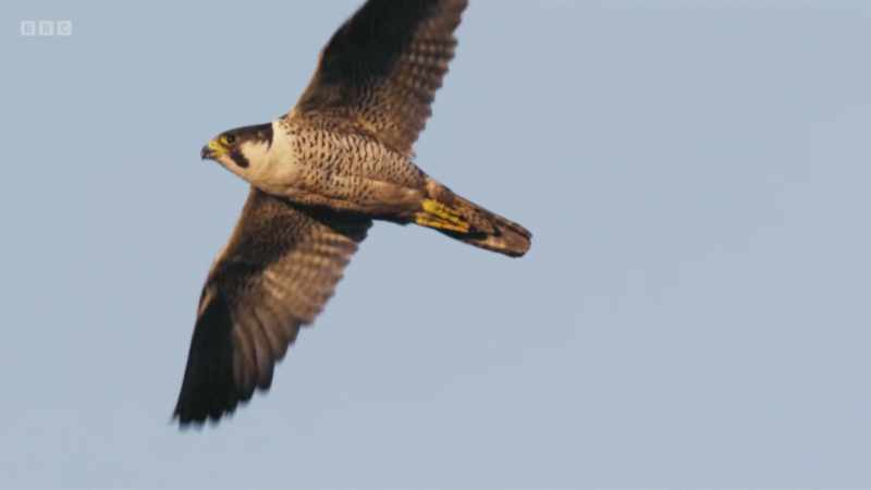 And, up above, a peregrine