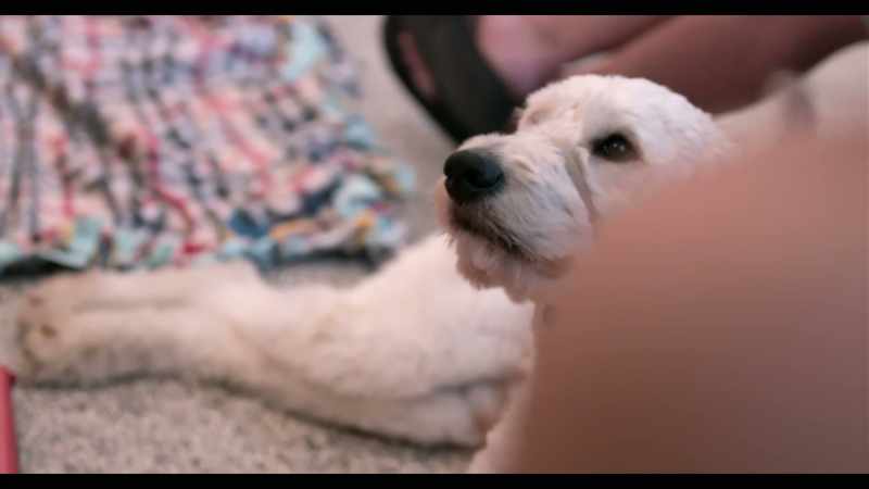 And this was going to be our family dog