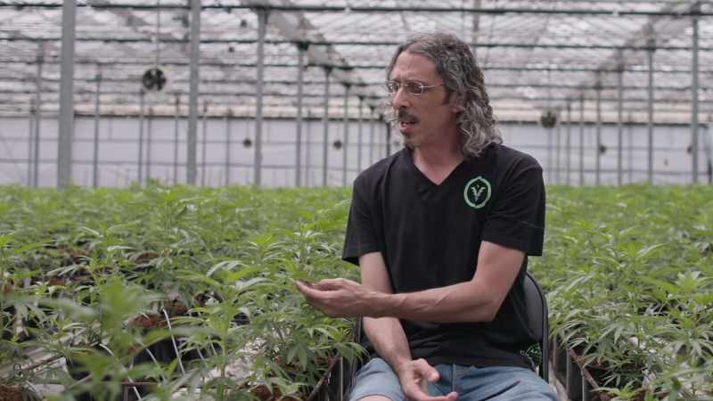 And it was that broad-leafed varieties were indica
