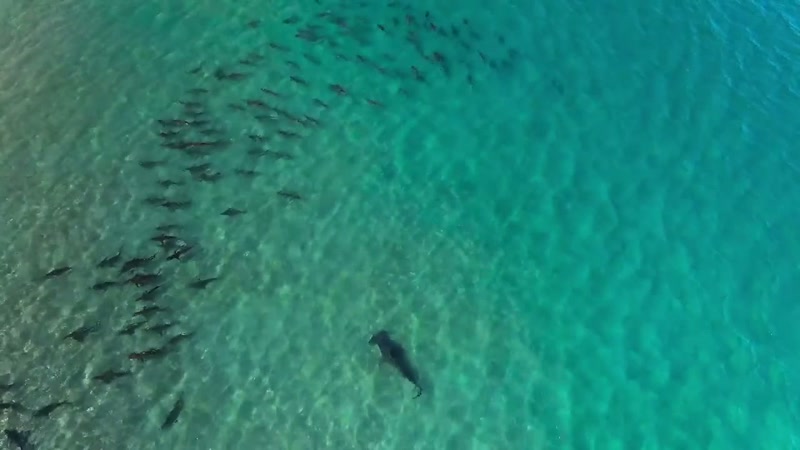 And what's interesting is these blacktips are small enough