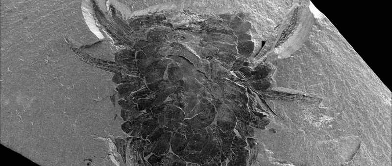 And when we look at the fossil record