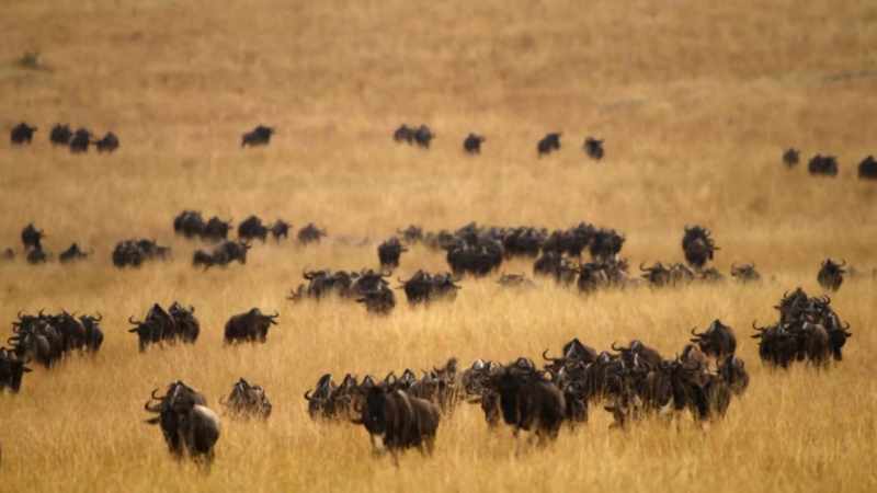 And wildebeest? They're a bit like slime mold