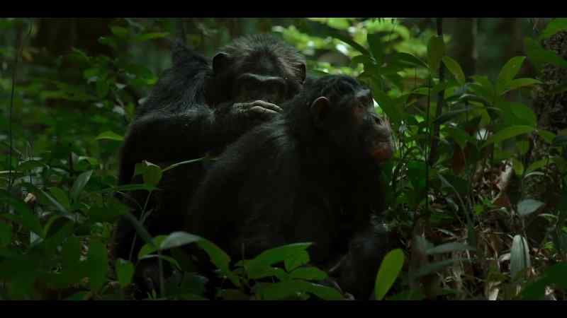 And with a chimp as experienced as Garrison to support him