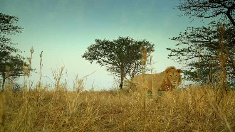 And with Sefu to care for their cubs
