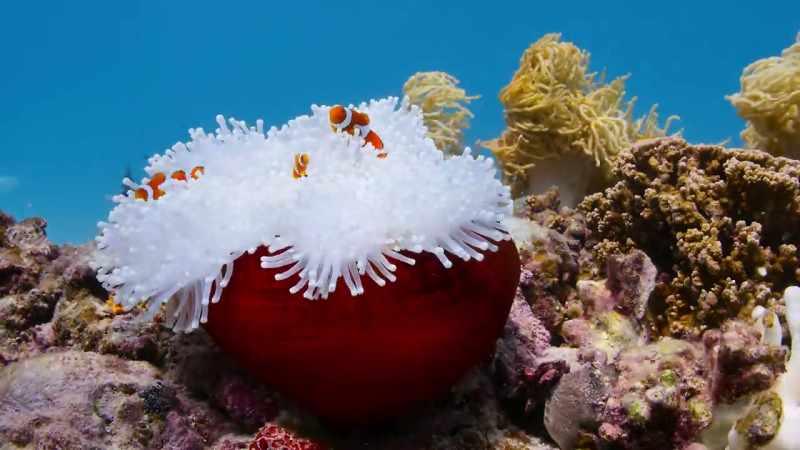 And without living corals