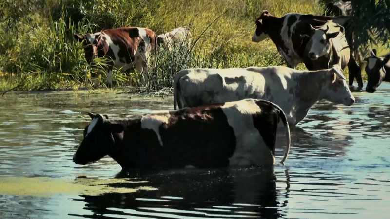 And without water, the cows will die