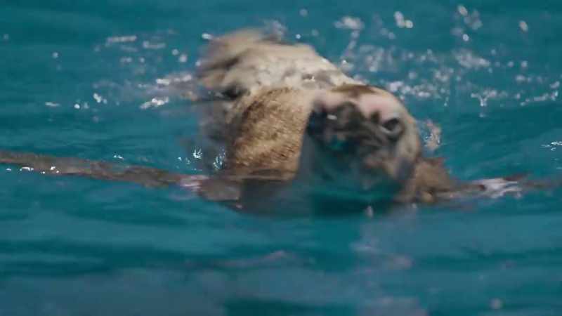 And, yep, not a seal in sight