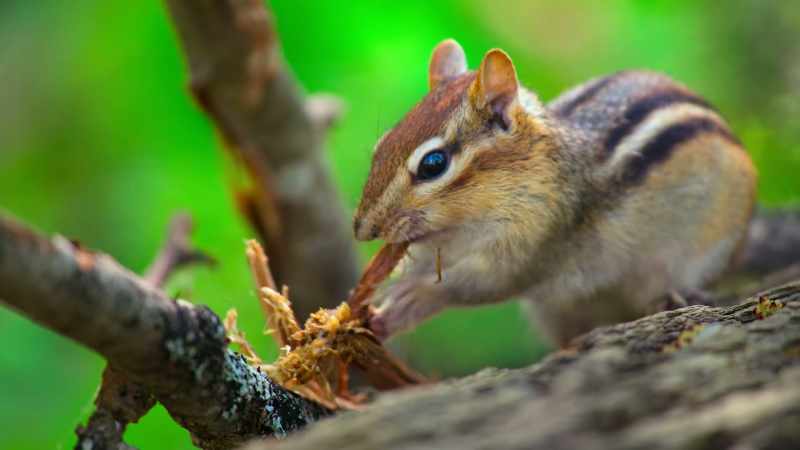 And yet, the little chipmunk is barely getting by