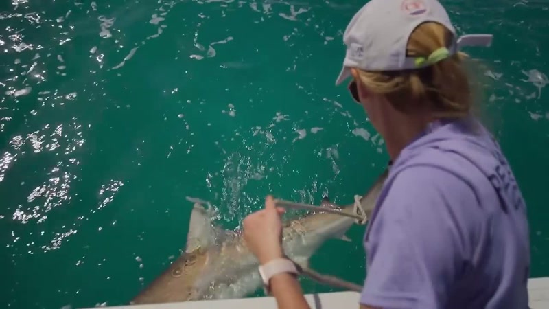 And once you have the shark secured
