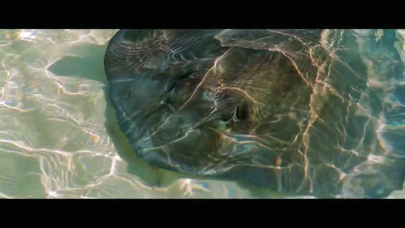And so you might see in a nature video