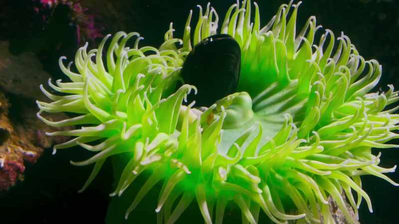 Anemones gulp down anything they can reach