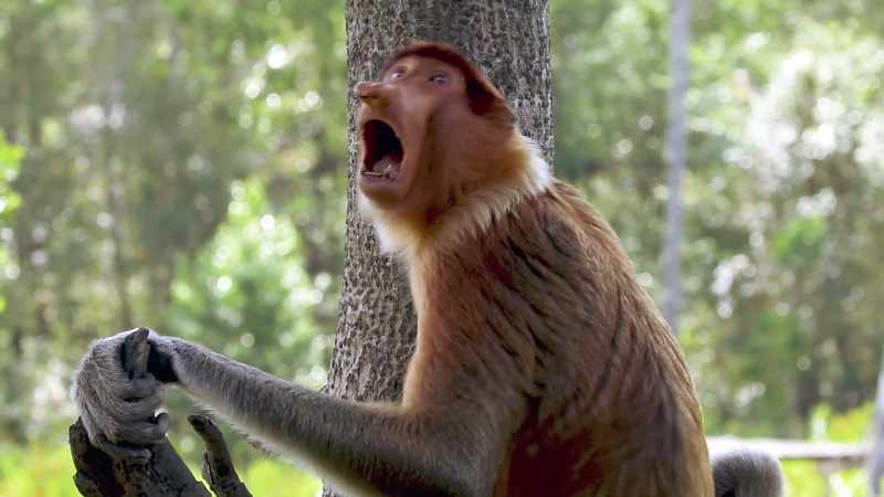 Animal experts have called my vocalizations