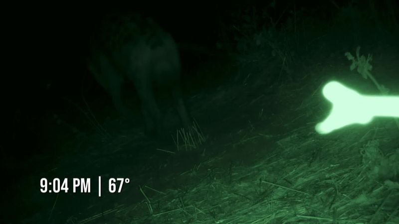 [animal growling]