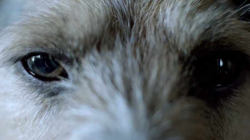 (animal growling)