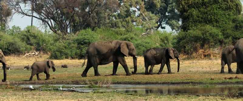 Animals all over the planet fight the same ongoing battle