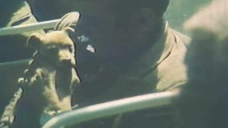 Animals were also highly contaminated and left abandoned