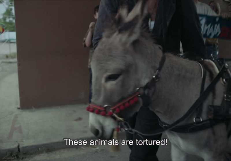 Animals are being tortured…