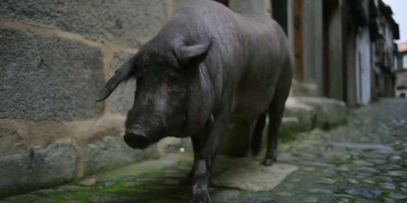 Animals are conscious of everything
