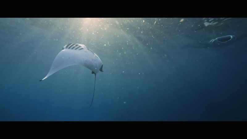 Animals that are loved all around the world