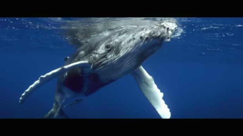 Animals that are supposed to be protected in our waters