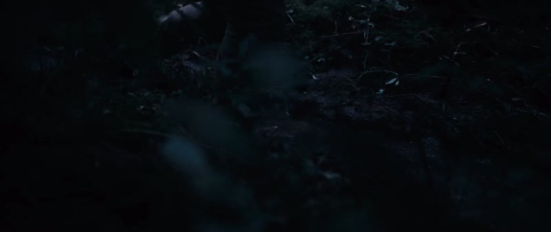 (animals calling)