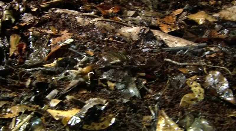 Animals like lizards, small mammals