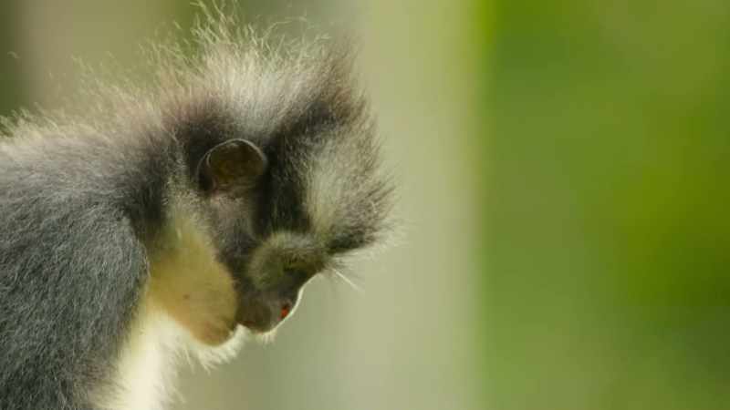 Animals like the leaf monkeys