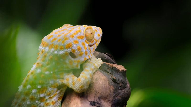 'Animals living here don't waste precious energy