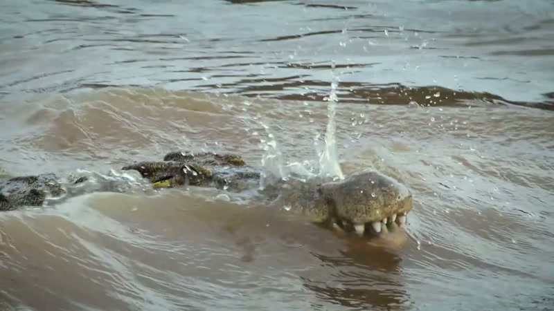 '..animals will face new challenges
