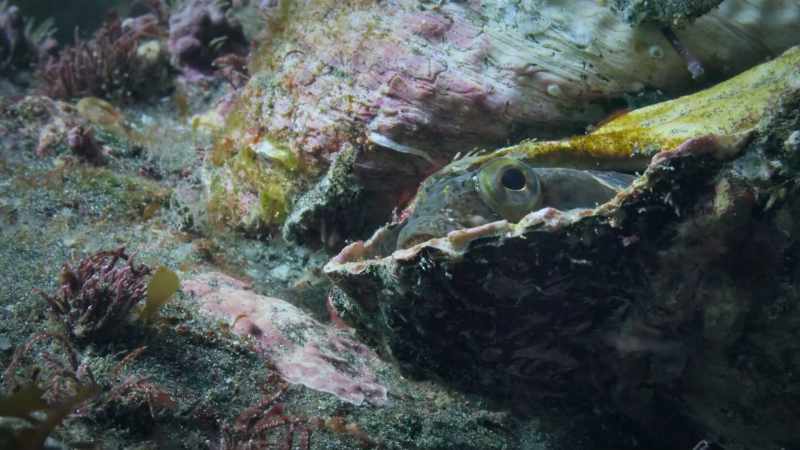Another Fringehead