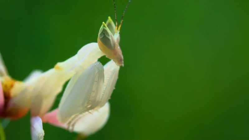 Another mantis is shaped and coloured like a flower