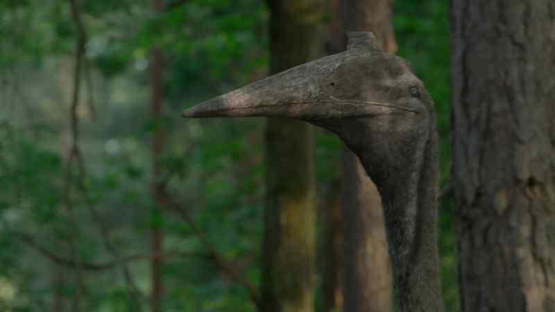 Another, much older Quetzalcoatlus female