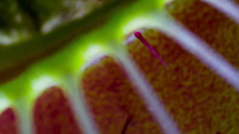 Another plant has an even more elaborate way