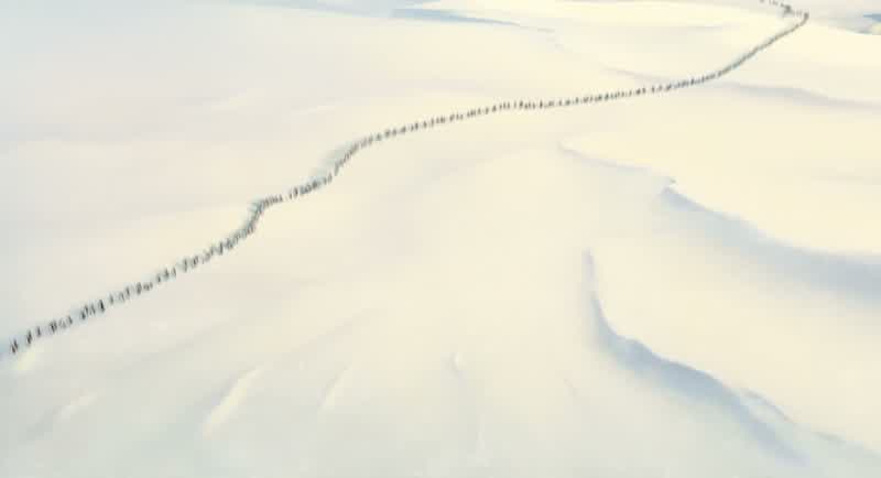 Penguins