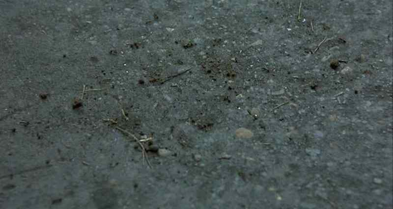Ants. I detest them